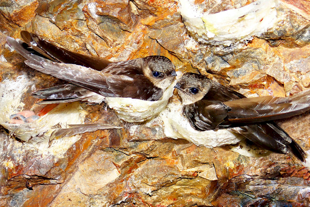 En Cave is home to millions of swallows